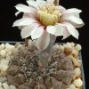 Gymnocalycium_occultum